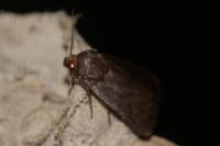 Amphipyra livida