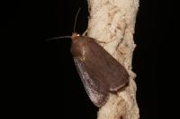 Amphipyra livida