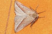 Compsoptera opacaria