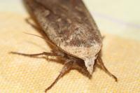 Noctua pronuba