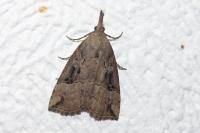 Hypena rostralis