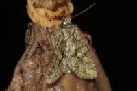 Dryobotodes eremita