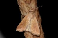 Mythimna albipuncta