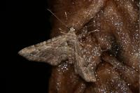 Gymnoscelis rufifasciata