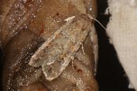 Spodoptera exigua
