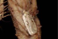 Agonopterix ocellana