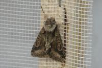 Allophyes oxyacanthae