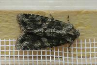 Dryobotodes eremita