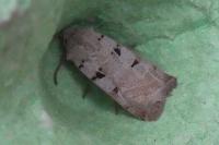 Eugnorisma glareosa