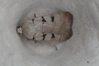 Eugnorisma glareosa