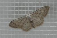 Idaea seriata