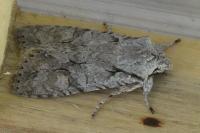 Lithophane ornitopus