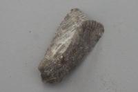 Luperina testacea