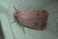 Noctua comes