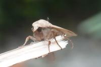 Noctua pronuba