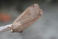 Noctua pronuba