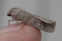 Spodoptera exigua