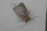 Xestia xanthographa
