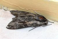 Agrius convolvuli