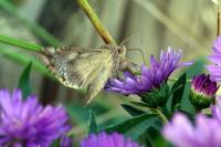 Autographa gamma