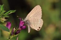 Lampides boeticus