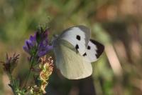 Pieris brassicae