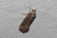 Spodoptera exigua