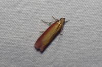Oncocera semirubella