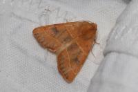 Atethmia centrago