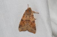 Cirrhia ocellaris
