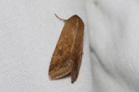 Helicoverpa armigera