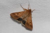 Helicoverpa armigera