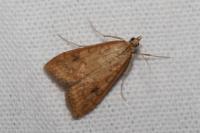 Udea ferrugalis