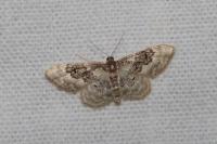Idaea rusticata