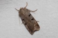 Eugnorisma glareosa