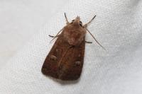 Xestia xanthographa