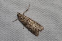 Dioryctria abietella