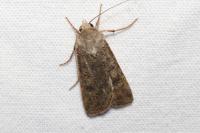 Agrotis segetum