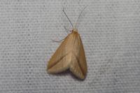 Rhodometra sacraria