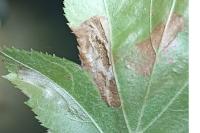 Phyllonorycter mespilella