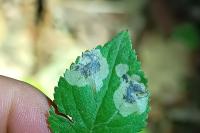 Stigmella plagicolella