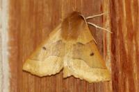 Crocallis tusciaria
