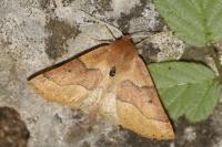 Crocallis tusciaria
