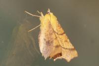 Ennomos alniaria