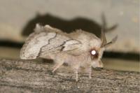 Trichiura crataegi