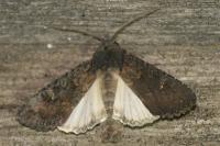 Aporophyla nigra