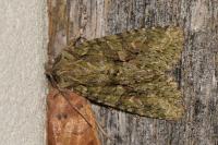 Dryobotodes eremita