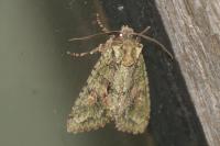 Dryobotodes eremita