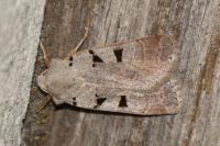 Eugnorisma glareosa