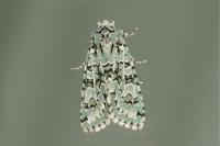 Griposia aprilina